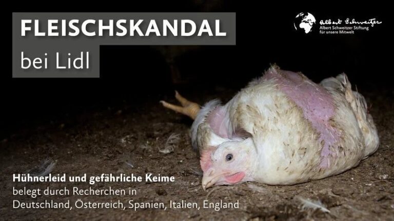 Lidl-Fleischskandal – ein Bild, das auf mehreren Websites veröffentlicht wurde und Fragen der Lebensmittelsicherheit sowie der unternehmerischen Verantwortung thematisiert.